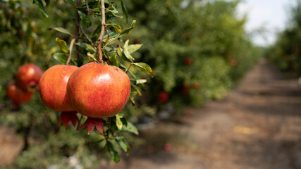 Pomegranate tree plantation in picking season