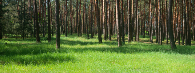 summer forest landscape