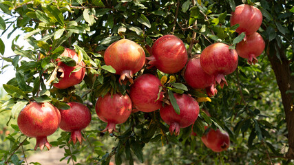 Pomegranate tree plantation in picking season