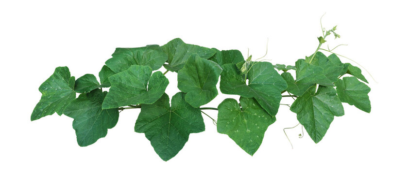 Pumpkin leaves vine plant stem and tendrils isolated on white background, clipping path included..