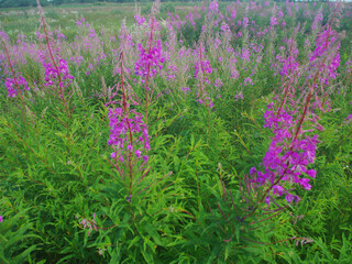 Fototapeta premium Blooming Willow herb Ivan tea