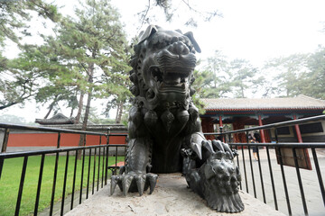 Fototapeta premium The copper lion