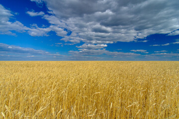 Golden ears of ripe wheat on the field. Beautiful landscape on a background of blue sky with clouds on a sunny summer day. Wheat harvest.