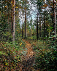 path in autumn forest