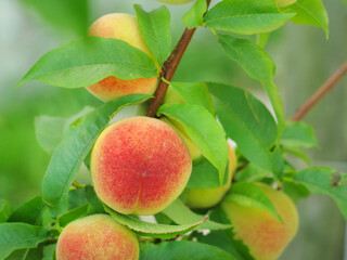 peaches on the tree