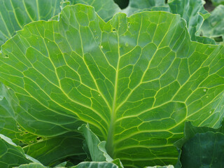 Cabbage leaves close-up.