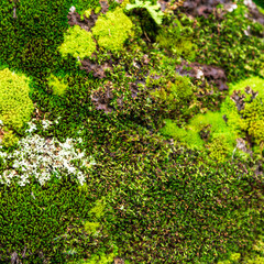 The texture of green moss on the stones.