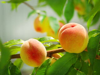 Ripe delicious fruit peaches
