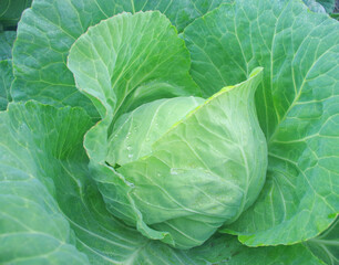 Fototapeta na wymiar Cabbage leaves close-up.