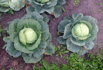 ripe cabbage