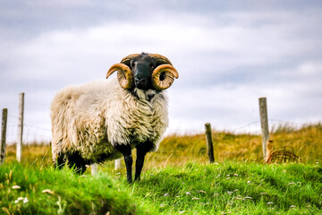 Impressive blackface sheep with huge horns in County Donegal - Ireland