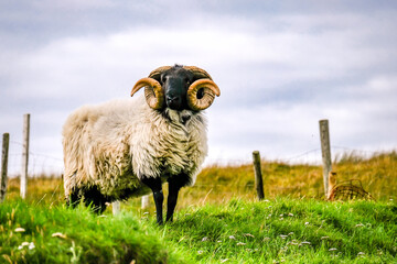 Fototapeta premium Impressive blackface sheep with huge horns in County Donegal - Ireland