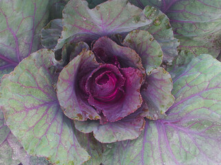 Obraz premium Cabbage leaves close-up.