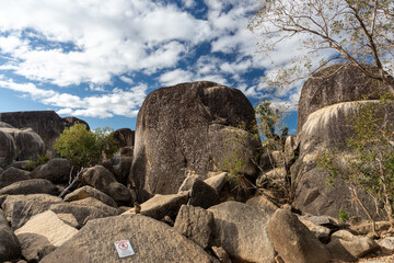 可愛いロックワラビー
