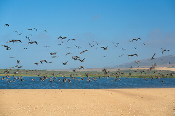 Flock of birds flying over the river, Guadalupe-Nipomo Dunes National Wildlife reserve, California