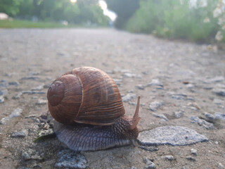 A snail