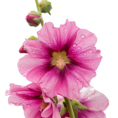 Pink flower isolated. White background. Blank for a greeting card, poster.