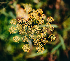 yellow flowers of green grass. closeup of dill. dill umbrella on a green background. inflorescence of dill on a background of grass and leaves. useful herbs for salads and homemade preparations. unusu