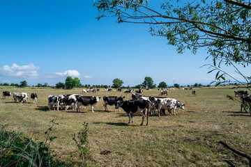 troupeau de vaches dans les prés du Cantal