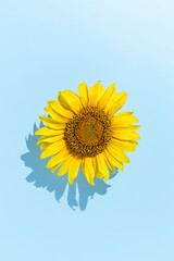 Sunflower head over blue background with summer shadow. Summer minimal concept. Flat lay.