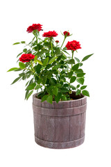 Red rose flowers in a pot isolated on white