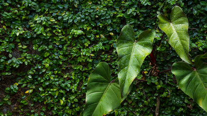 green leaf philodendron on vertical garden with copy space © Ibenk.88