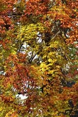 Baum mit bunten Blättern im Herbst