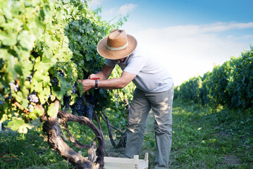 Happy men senior picking grapes