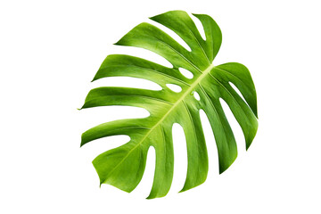 Naklejka na ściany i meble Monstera deliciosa leaf or Swiss cheese plant, isolated on white background, with clipping path