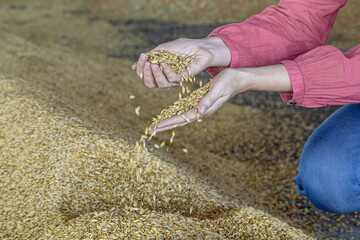 Autumn wheat harvest. Grains of freshly harvested wheat fall from the girl's hands.