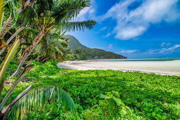 Palm trees along the shoreline, tropical island scenario