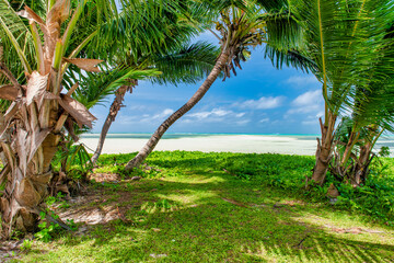 Palm trees along the shoreline, tropical island scenario