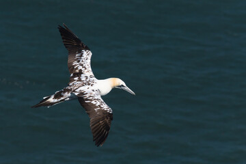 Flying gannet over the sea 