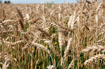wheat field. wheat spikelets close up