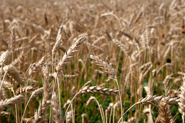 Fototapeta premium wheat field. wheat spikelets close up