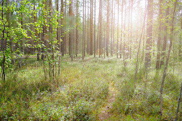 Forest of fresh green deciduous trees and pine trees, with the sun casting its warm rays through the foliage.