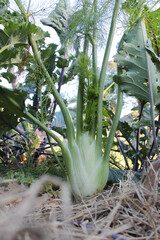 Obraz premium Fennel growing in the garden