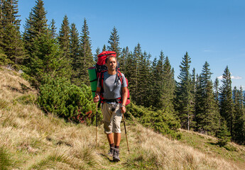 A man with a large backpack walks along a mountain path through a spruce forest. Ukraine