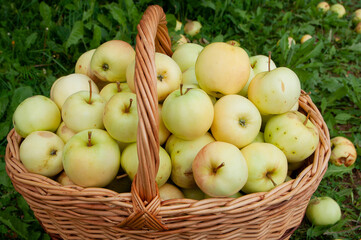 Healthy organic yellow apples in the basket. The basket is on the grass next to the Apple tree, the...