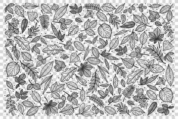Leaves doodle set. Collection of pencil chalk hand drawn templates sketches patterns of different shape tree foliage isolated on transparent background. Part of plants illustration. © drawlab19