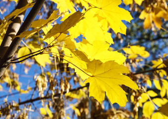 yellow maple leaves