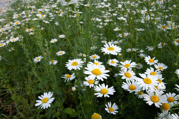 white daisies on the field close-up, summer day