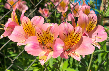 Pink Peruvian lily (Alstroemeria). Spring flowering. Lily blossom. Perennial plants.