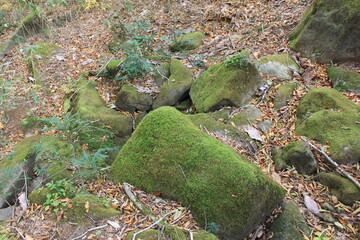苔の生えた大きな石がある森の中の風景