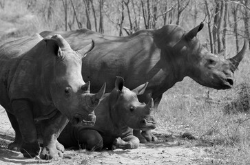 Three Rhinoceros (Rhinocerotidae) - South Africa.	