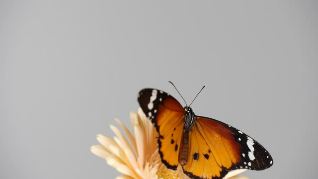 Slow motion footage of beautiful tiger butterfly opening wings sitting on Gerbera daisy flower over grey background. Monarch butterfly on pink flower.