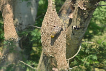 baya weaver bird