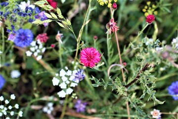 Pink and blue coloured cornflowers in a flower bed