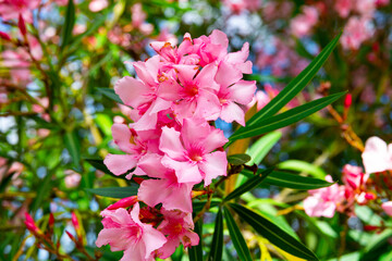 Blossoming pink flowers of oleander in garden at sunny day