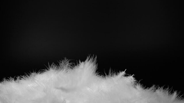 Slow motion video shot of white fluffy feathers flying over black background